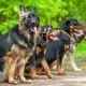 Races de chiens allemands