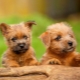 Norfolk Terrier: caractéristiques de la race et règles de soin