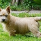 Norwich Terrier: caractéristiques de la race et secrets de son contenu