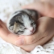 Chatons nouveau-nés: développement et règles de soin
