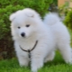 Vue d'ensemble des chiens moelleux blancs