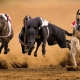 Examen des chiens les plus rapides du monde