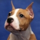 Caractéristiques des ventouses dans le Staffordshire Terrier