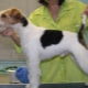Caractéristiques de la coupe fox terrier