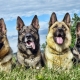 Chiens de berger: types, caractéristiques, choix et conseils de soins