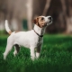 Parson Russell Terrier: description de la race et caractéristiques de son contenu