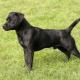 Patterdale Terrier: description de la race de chien et de son entretien