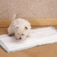 Couche pour chiots: types et critères de sélection