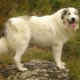 Chien de Montagne des Pyrénées: Caractérisation et Culture