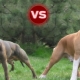 Pitbull et Staffordshire Terrier: les principales différences