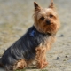 Avantages et inconvénients de la race Yorkshire Terrier