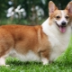 Avantages et inconvénients de la race corgi