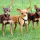 Avantages et inconvénients de la race terrier