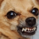 Pourquoi les chiens grognent-ils et que faire avec?