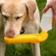 Abreuvoirs pour chiens: variétés et conseils pour bien choisir
