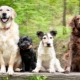 Races de chien: Description et sélection