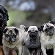 Dog breeds similar to pugs