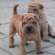 Races de chien avec des plis