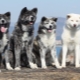 Races de chiens japonais