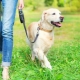 Laisses pour chiens: quels sont et comment choisir?