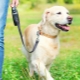 Dog Leash Roulette: Comment choisir et utiliser?