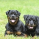Règles de Rottweiler
