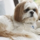 Règles de contenu Shih Tzu