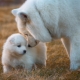 Règles éducation chiots et chiens adultes