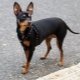 Prague Ratter: Tout ce que vous devez savoir sur la race de chien