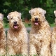 Wheaten Terrier: description et contenu de la race