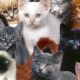 Une variété de races de chat