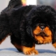 Races rares de chiens