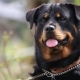 Rottweiler: caractéristiques de la race et règles de contenu