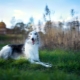 Orosz borzoi: jellemzők, temperamentum, ápolási alapok