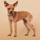Redhead Toy Terriers: Description, Avantages et inconvénients, Règles de contenu