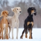 Saluki: jellemző a kutyafajtára, különösen az ápolásra