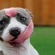 Les races de chien les plus stupides