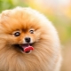 Les plus belles races de chiens