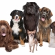 Les chiens les plus forts du monde: avis et conseils pour choisir