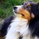 Les races de chien les plus intelligentes