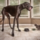 Les plus grands chiens du monde