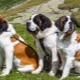 Saint-Bernard: description, caractéristiques de caractère et contenu