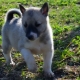 Husky Puppies 1-2 mois: caractéristiques, nourriture, promenades et entraînement