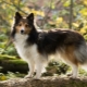 Sheltie: description des chiens, variations de couleur et caractéristiques du contenu