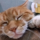 Six chats à doigts: origine et caractéristiques