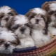 Shih Tzu: description de la race, caractère, alimentation et soin