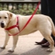 Harnais pour chiens: description de l'espèce, comment choisir la taille et former le chien?