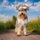 Schnauzers: description de la race, types et nuances de contenu
