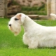 Sealyham Terrier: tout ce que vous devez savoir sur la race