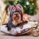 Combien d'années ont vécu les Yorkshire terriers et de quoi dépend-il?